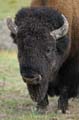 026 Amerikanischer Bison - Buffalo